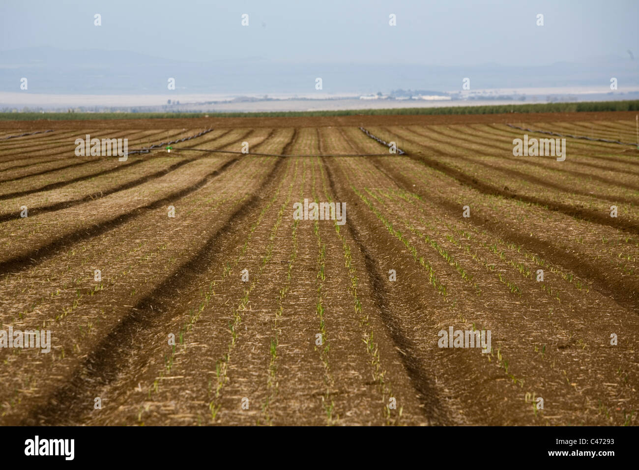 Photographie d'un champ dans la Galilée Banque D'Images