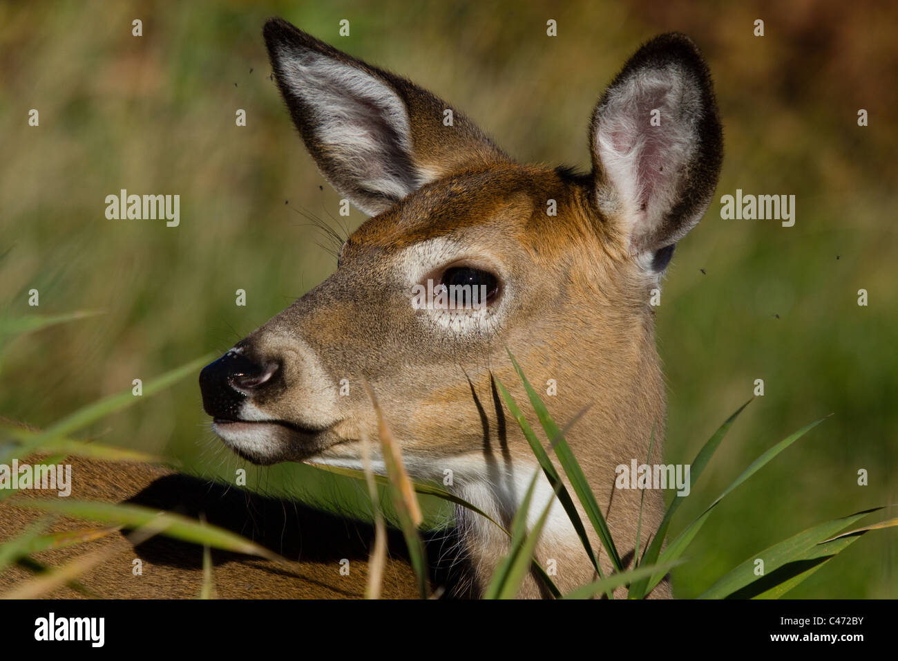 Le cerf de Virginie Banque D'Images