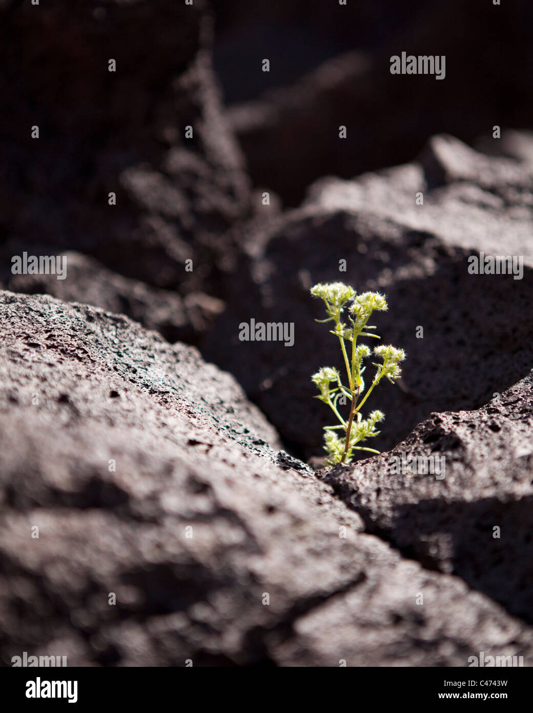 Une plante, fruit d'une fine fissure dans la roche volcanique ignées (pierre de lave) - California USA Banque D'Images