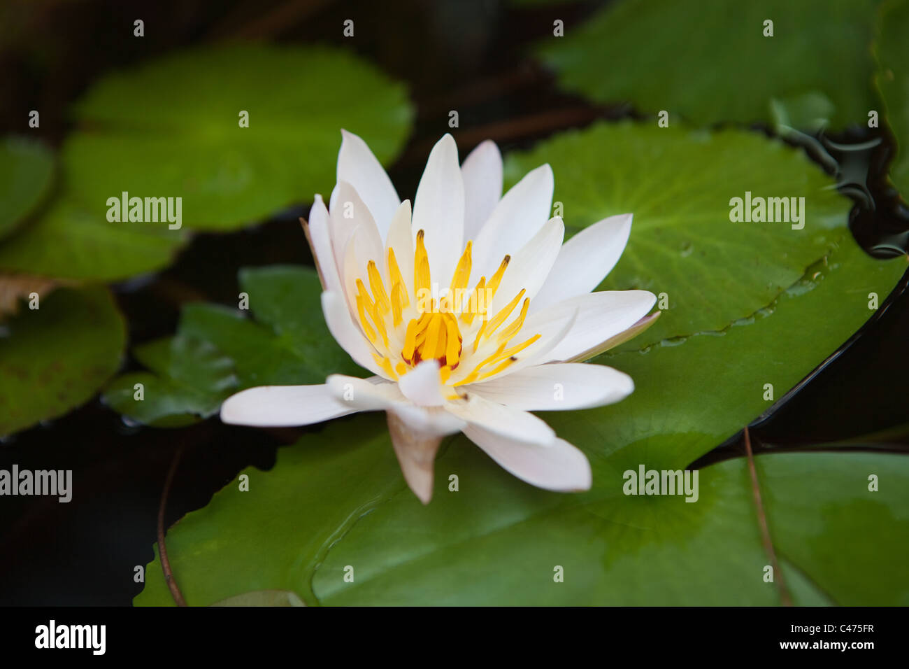 Cette photo a été prise à Bangkok et dépeint un nénuphar blanc. Banque D'Images