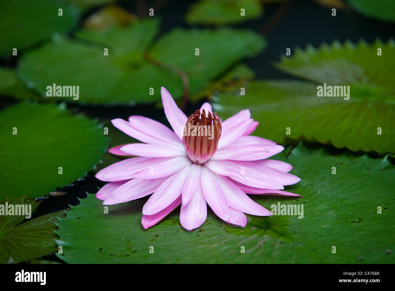 Un magnifique nénuphar rose dans un Jardin Thaï Banque D'Images