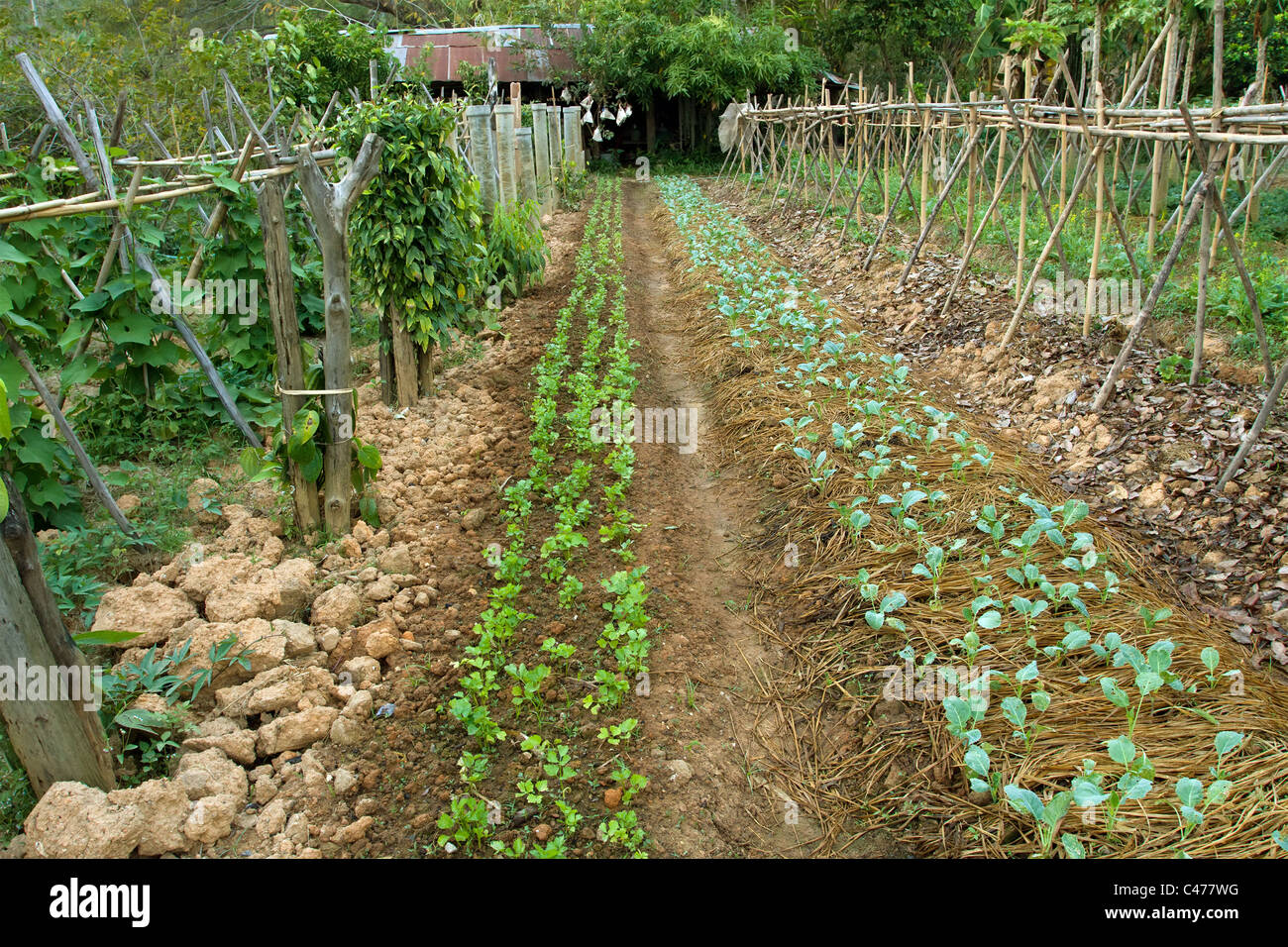 Potager bio à Chiang Rai, Thaïlande du nord Banque D'Images