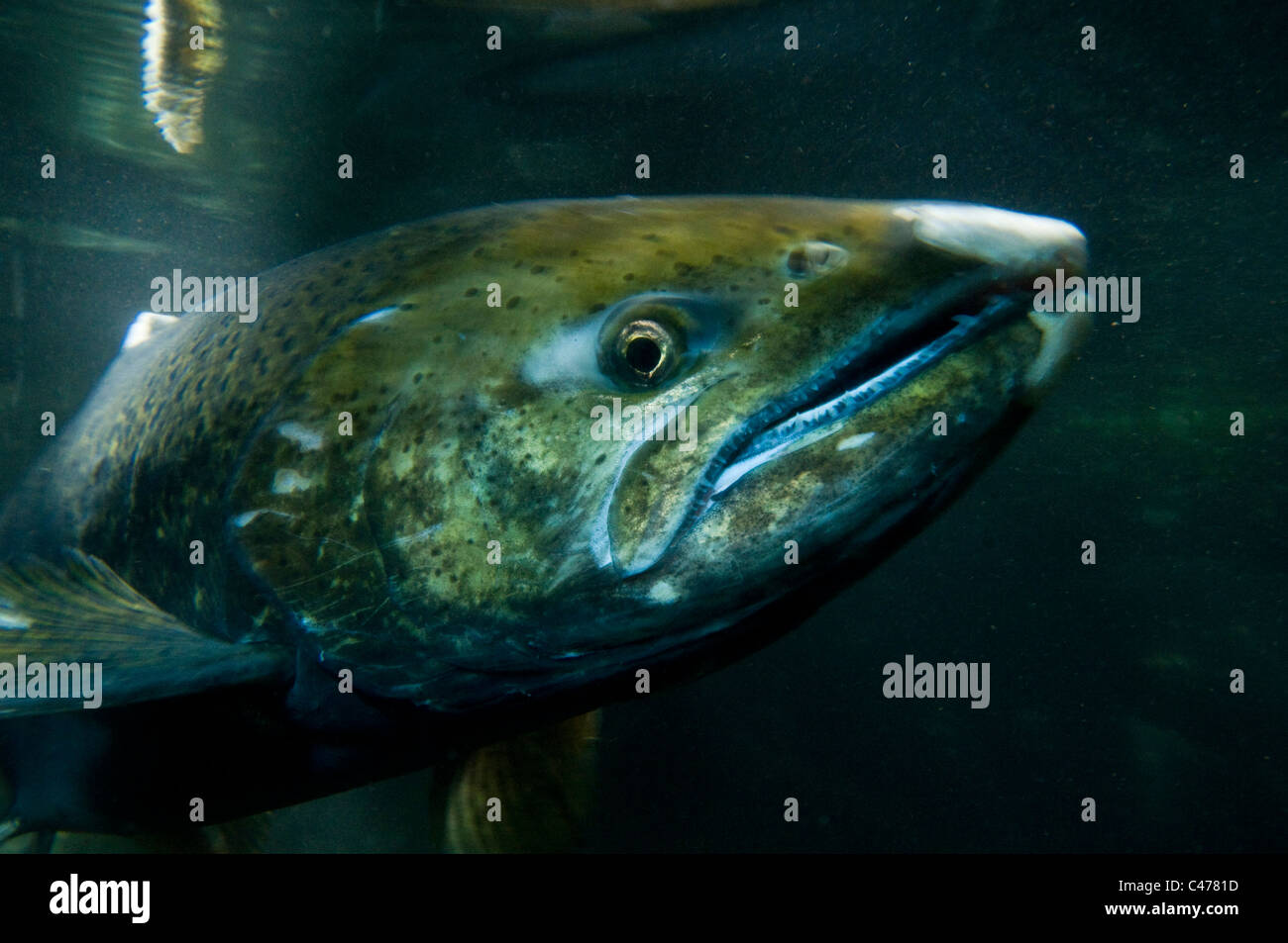Des profils saumon chinook (Oncorhynchus tshawytscha) Banque D'Images