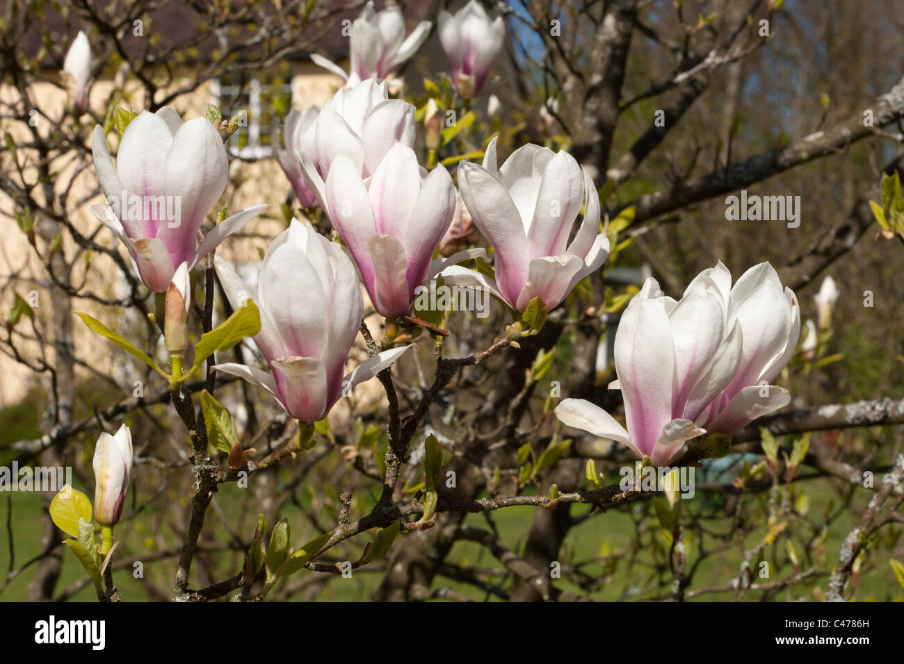 Pink/White magnolia jardin des fleurs au printemps. Chambre derrière. Banque D'Images