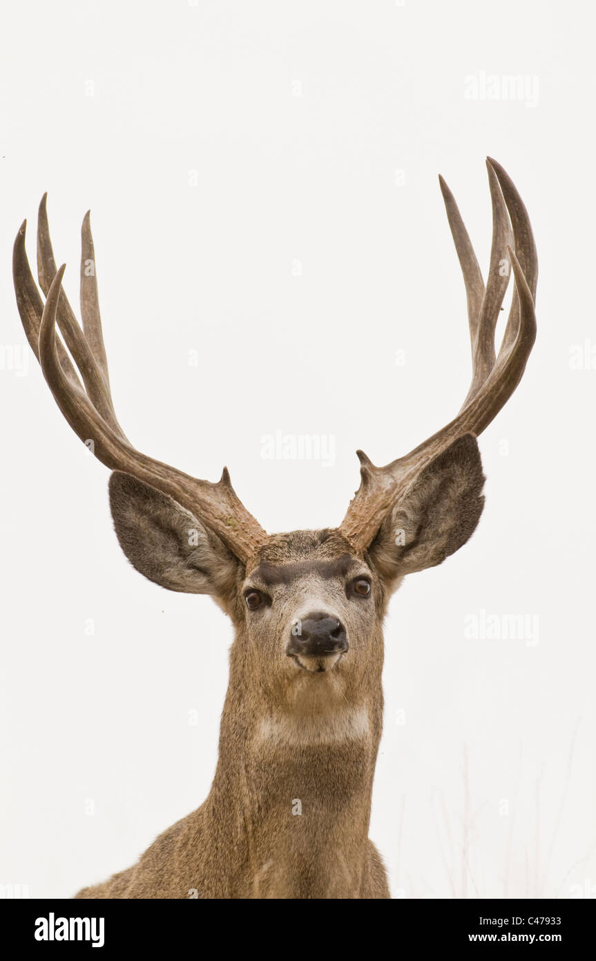 Mule Deer buck Trophy sur l'île de Wildhorse dans le lac Flathead dans NW Montana Banque D'Images