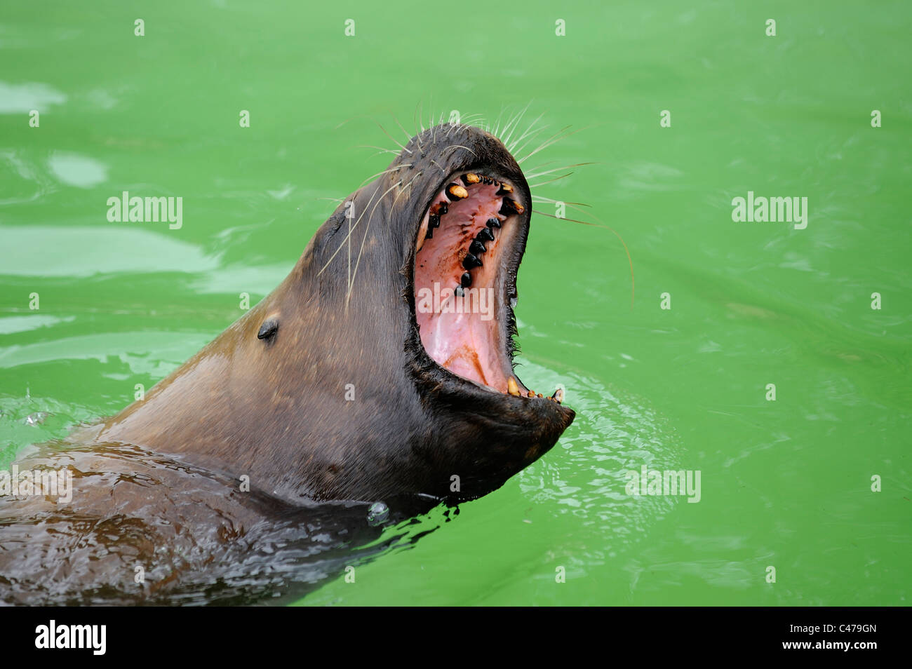 Lion de mer avec la bouche grande ouverte le zoo de Twycross england uk Banque D'Images