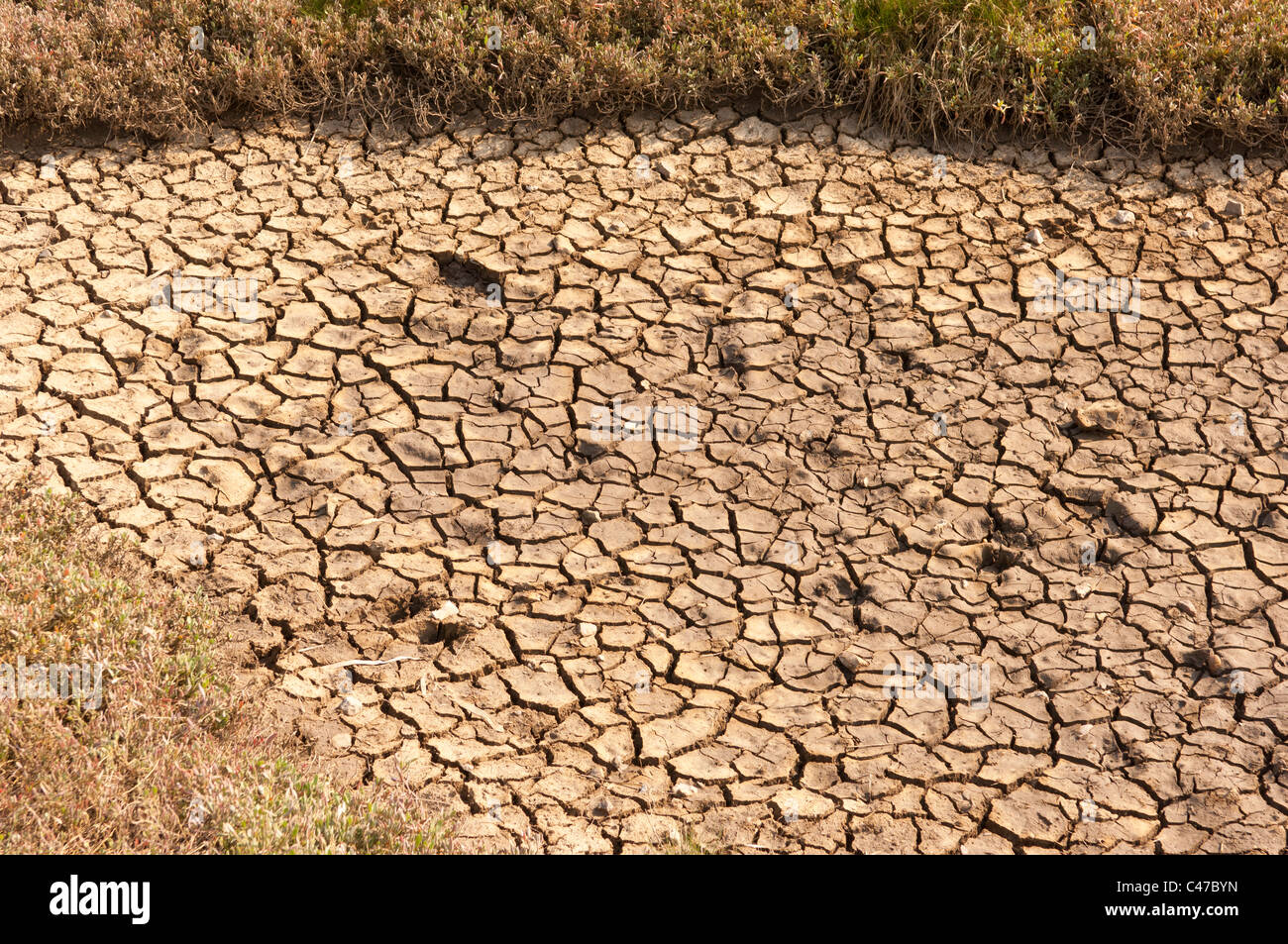 Une sécheresse britannique quitte l'étang boueux sec et craquelé Banque D'Images