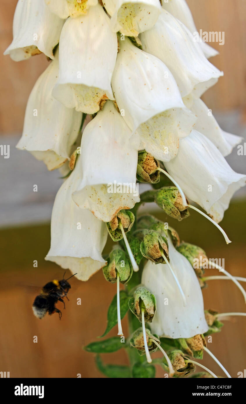 Vol d'abeilles sur une usine de la digitale en pleine floraison dans le jardin britannique Banque D'Images
