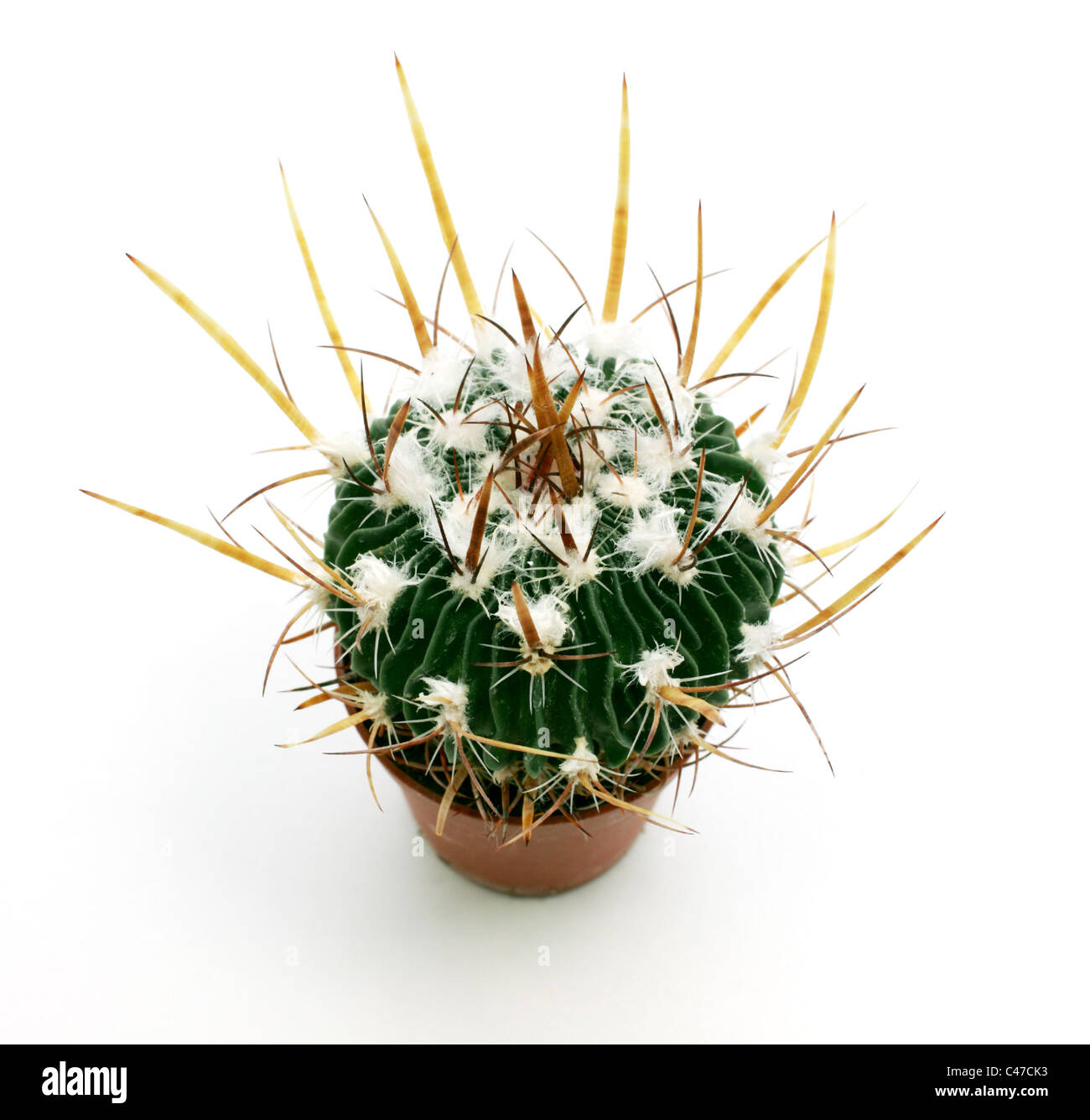 Close up cactus isolé sur fond blanc Banque D'Images