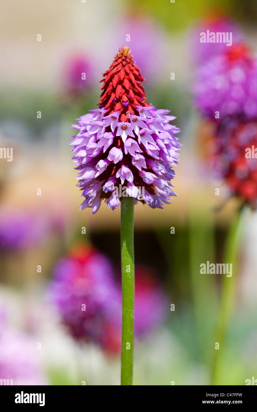 Primula Vialii Red-Hot-Poker 'Primula' Shallow DOF Banque D'Images