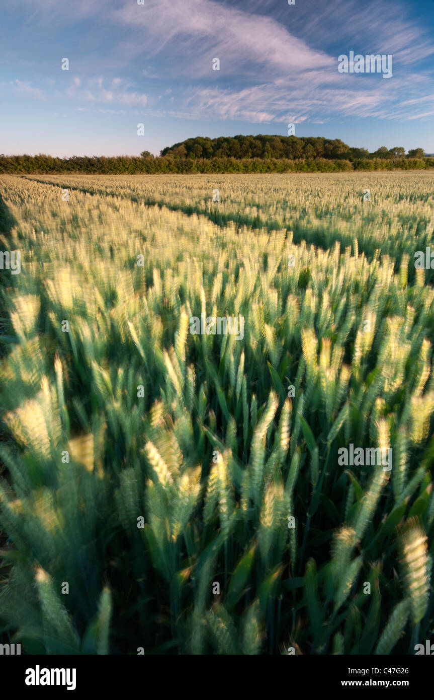 Croissance des cultures de blé dans un champ près de Wysall, Nottinghamshire, juin 2011. Banque D'Images