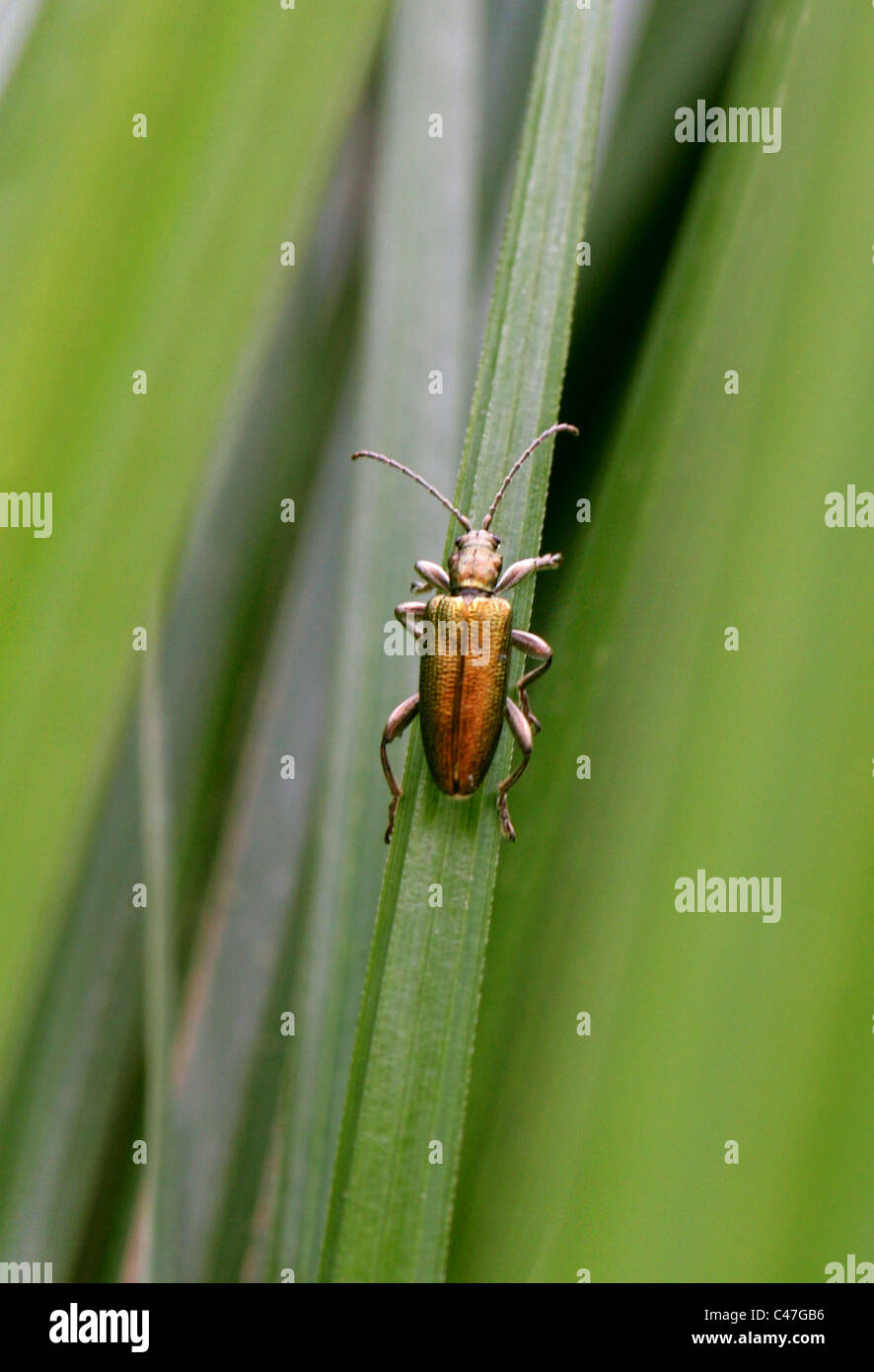 Leaf Beetle Donacia marginata Donaciinae,,, Chrysomelidae, Chrysomeloidea, Coleoptera. Banque D'Images