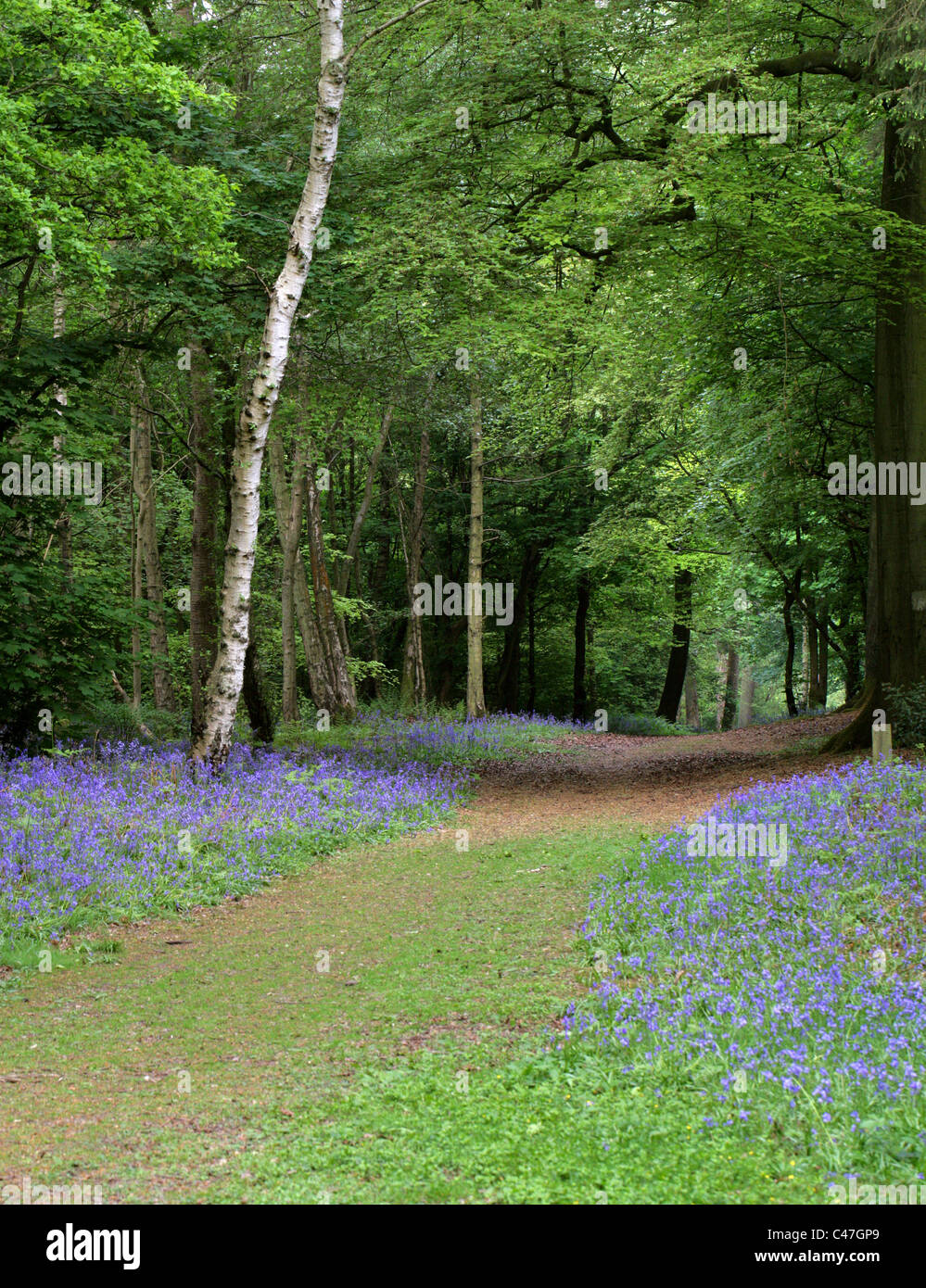 Bluebells, Hyacinthoides non-scripta (syn. Endymion non-scriptum, Scilla non-scripta), Whippendell Woods, Hertfordshire, Royaume-Uni Banque D'Images