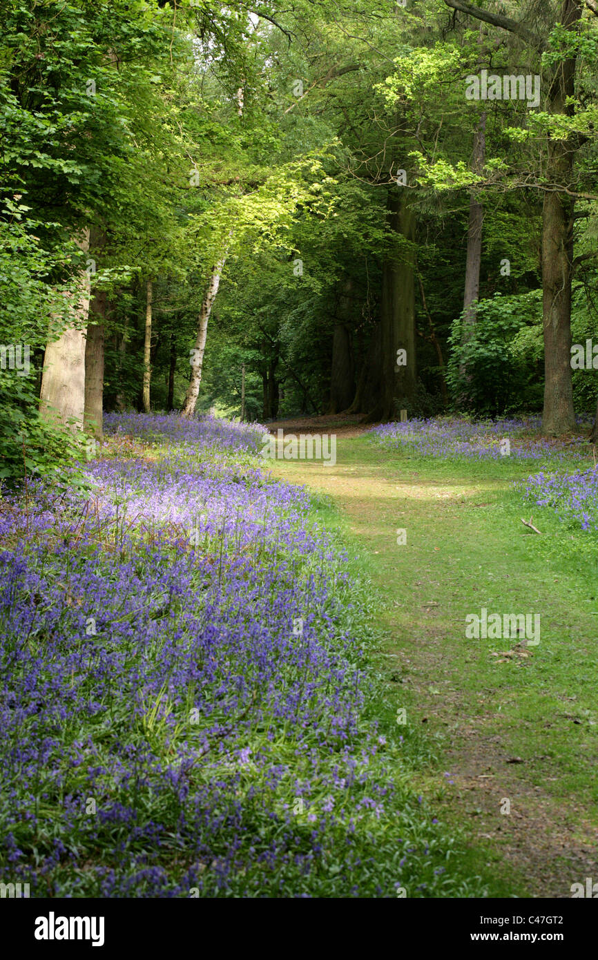 Bluebells, Hyacinthoides non-scripta (syn. Endymion non-scriptum, Scilla non-scripta), Whippendell Woods, Hertfordshire, Royaume-Uni Banque D'Images