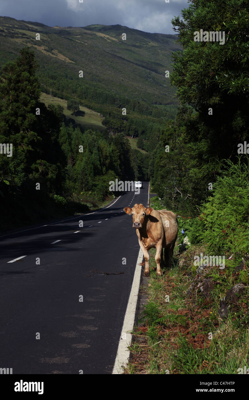 Une vache sur le talus d'une route de campagne, près de São Roque do Pico, l'île de Pico, Açores, Portugal Banque D'Images