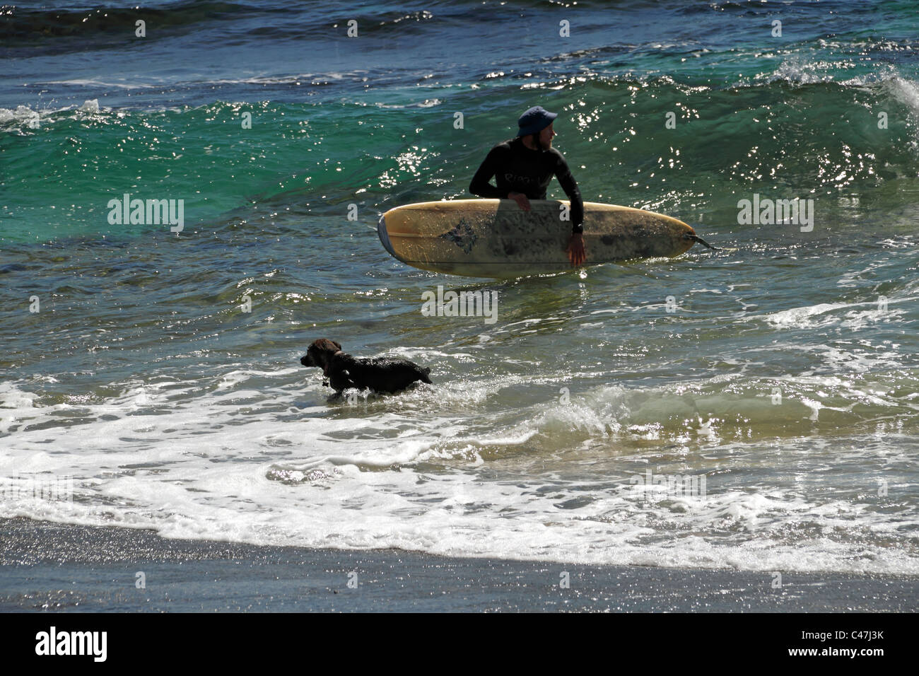 Chien dans l'eau avec un surfeur conseil Banque D'Images