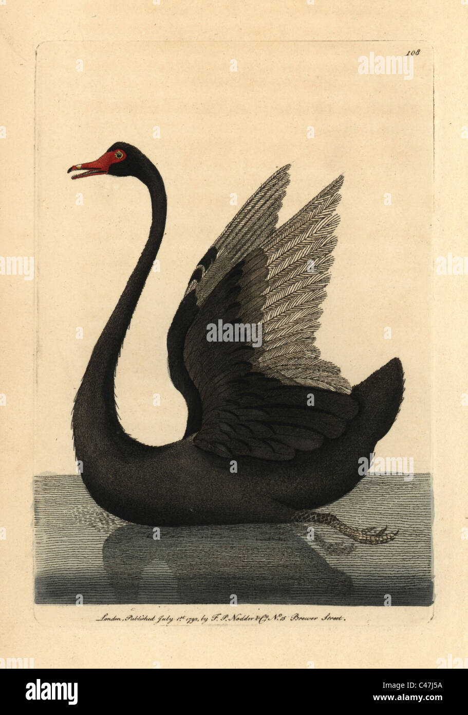 Black Swan, Cygnus stratus. Banque D'Images