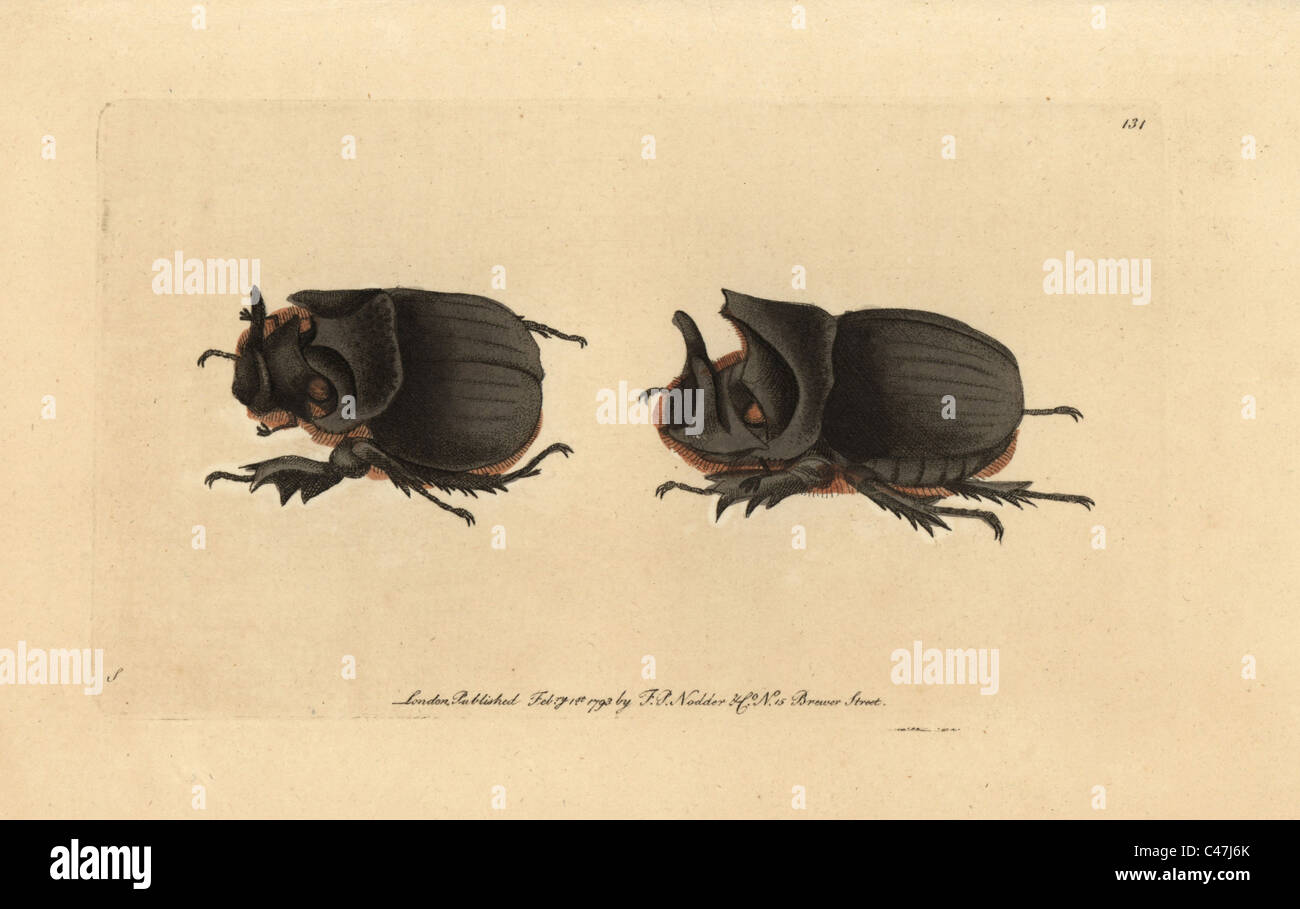 Midas Midas beetle, Heliocopris. Banque D'Images