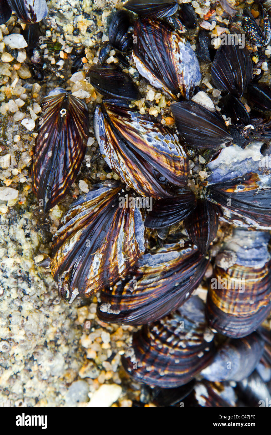 Tas de coquilles de palourdes sur la plage - Monterey, Californie Banque D'Images