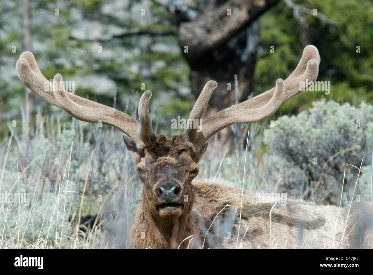 Rocky Mountain bull le wapiti (Cervus canadensis) avec bois de velours dans le Parc National de Yellowstone USA Banque D'Images