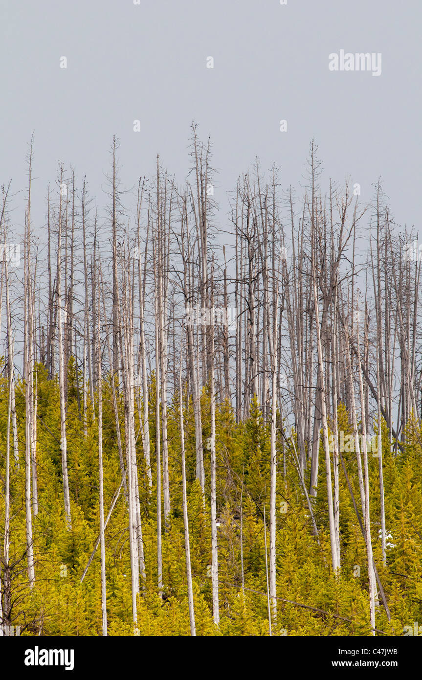 Forêt de pins tordus 22 ans après l'incendie dans le Parc National de Yellowstone USA Banque D'Images