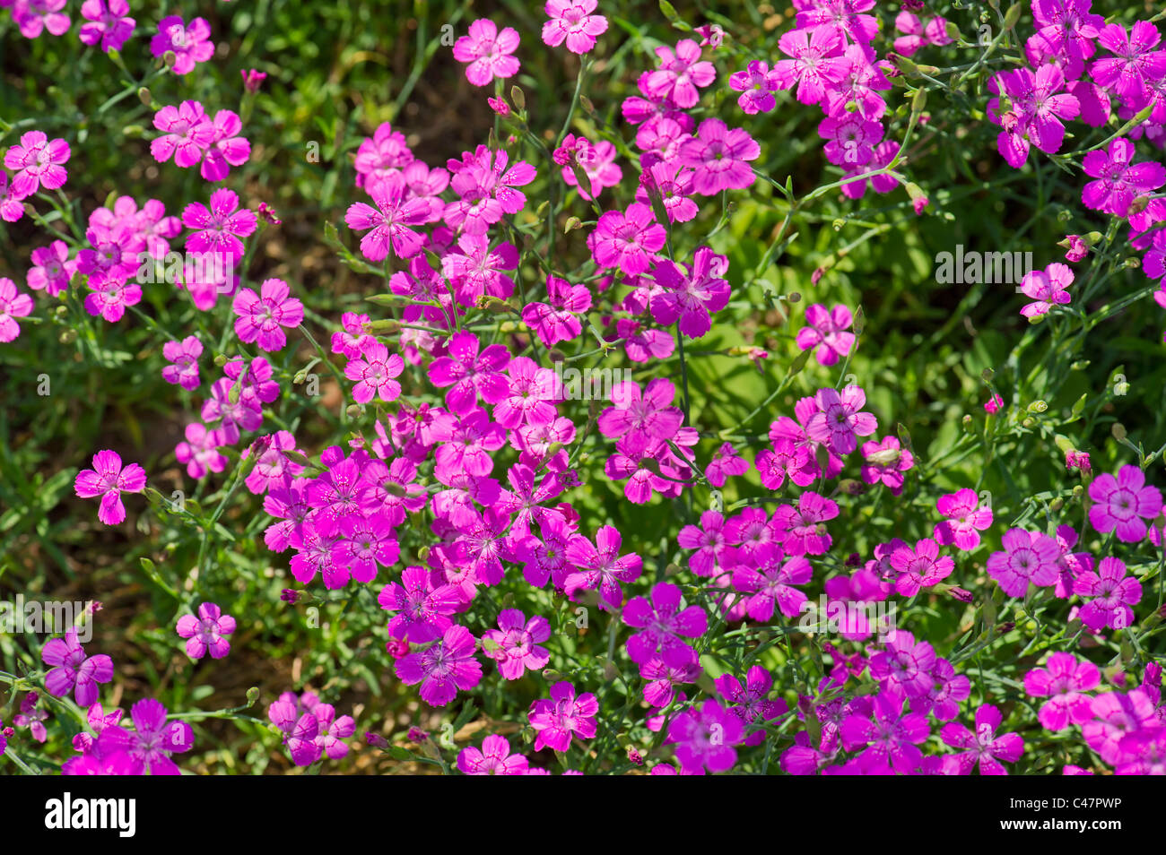 rose jeune dianthus deltoides caryophyllaceae rose prairie heide moor bruyère rose rouge brillant fleur plante buisson Banque D'Images