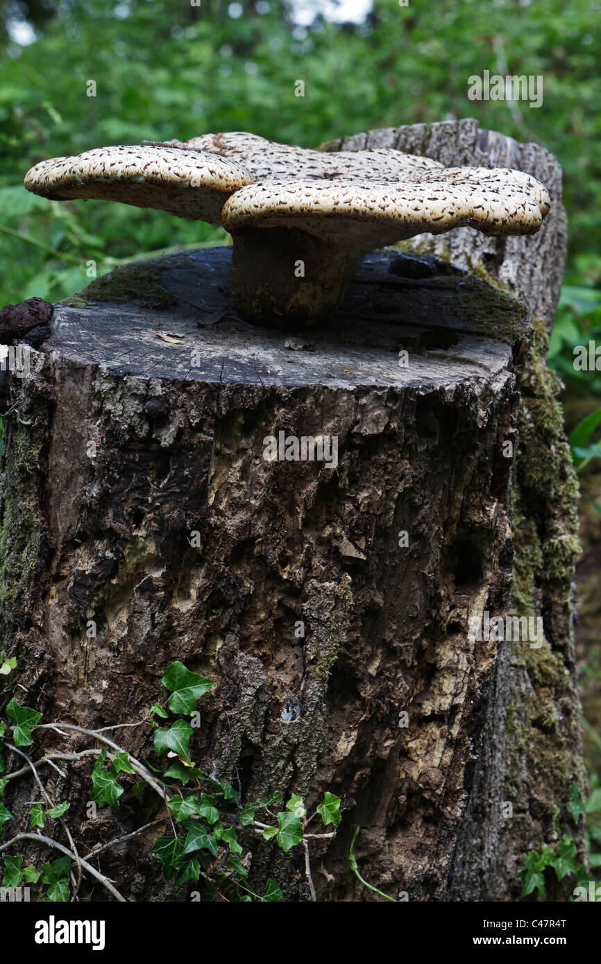 La dryade champignon polyporus squamosus (Selle) croissant sur une vieille souche d'arbre Banque D'Images