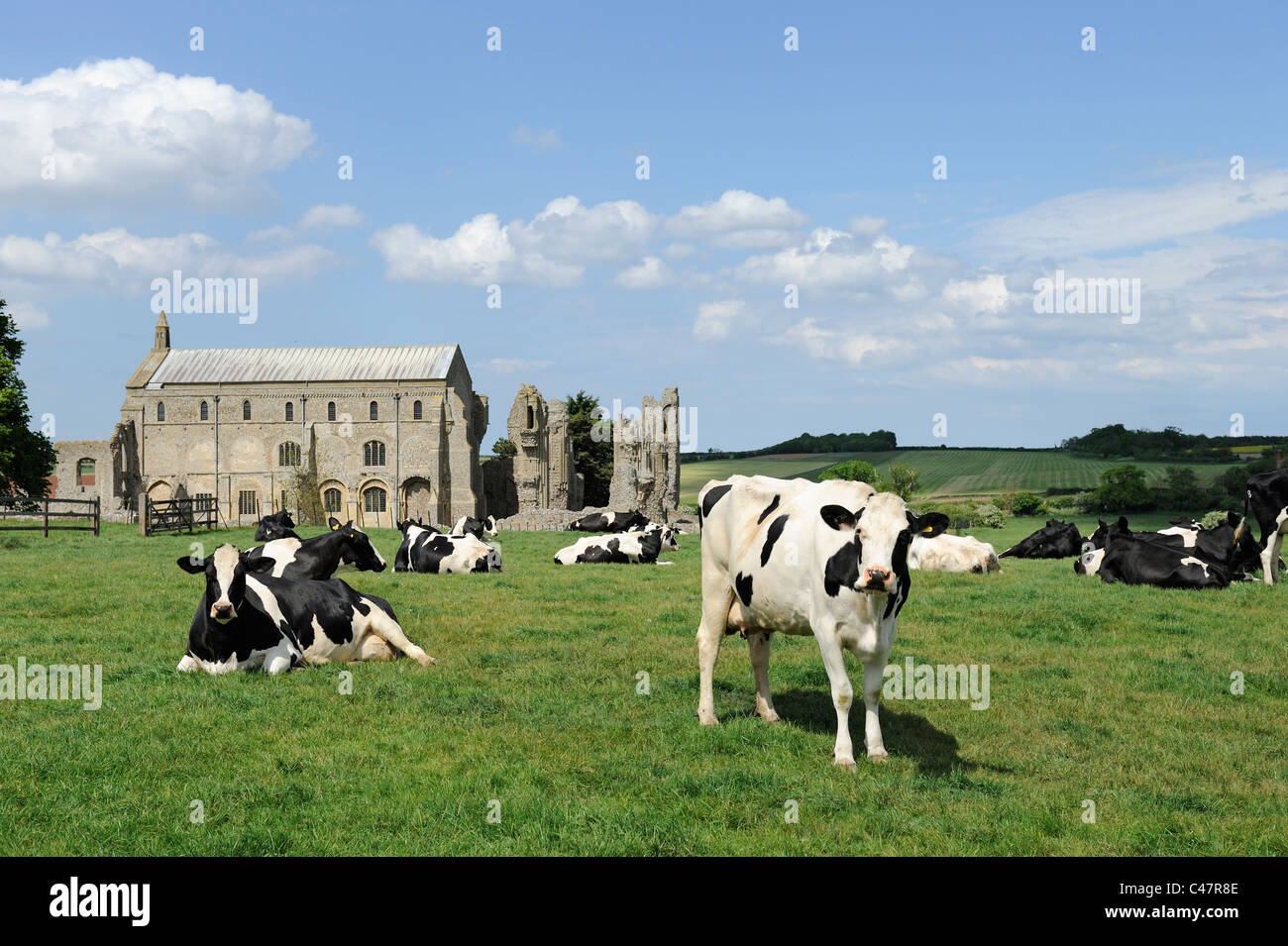 Les vaches laitières au pâturage avec Binham Prieuré en arrière-plan, Norfolk UK, Mai Banque D'Images