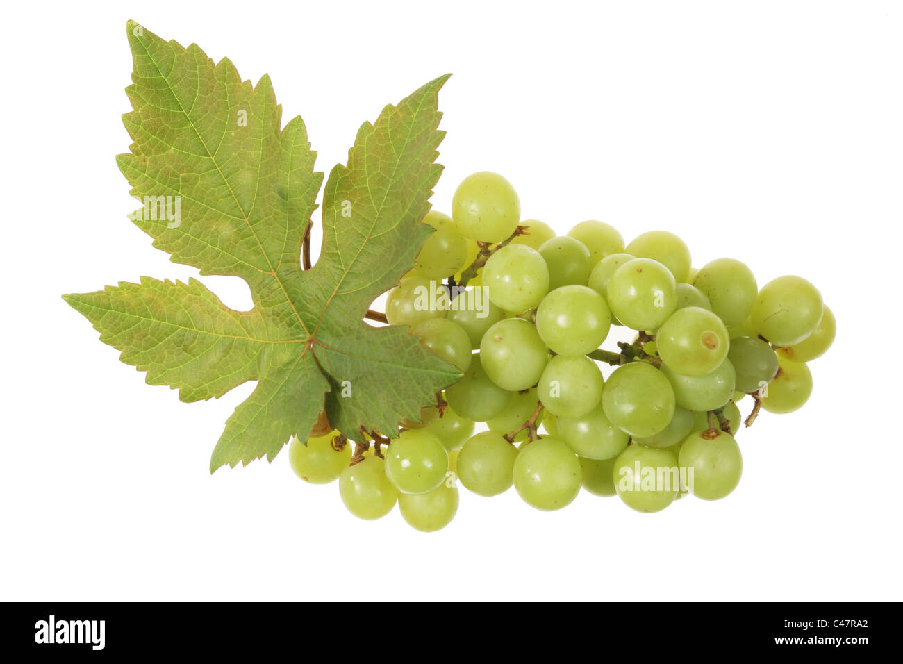 Feuille de vigne et raisin isolé sur fond blanc Banque D'Images