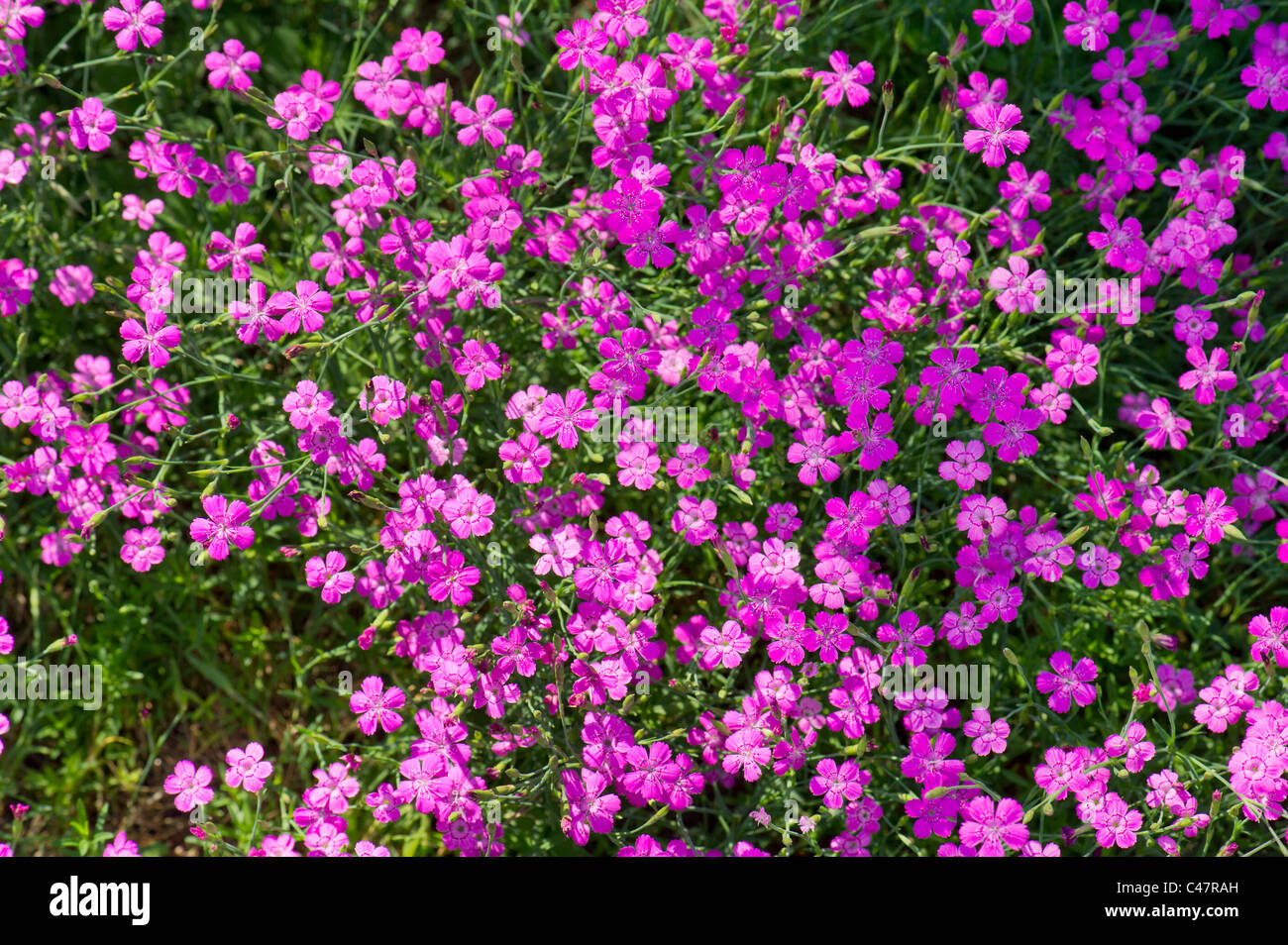 rose jeune dianthus deltoides caryophyllaceae rose prairie heide moor bruyère rose rouge brillant fleur plante buisson Banque D'Images