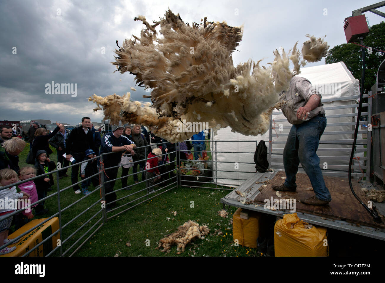 L'homme la tonte des moutons au comté de Fife afficher en Ecosse Banque D'Images
