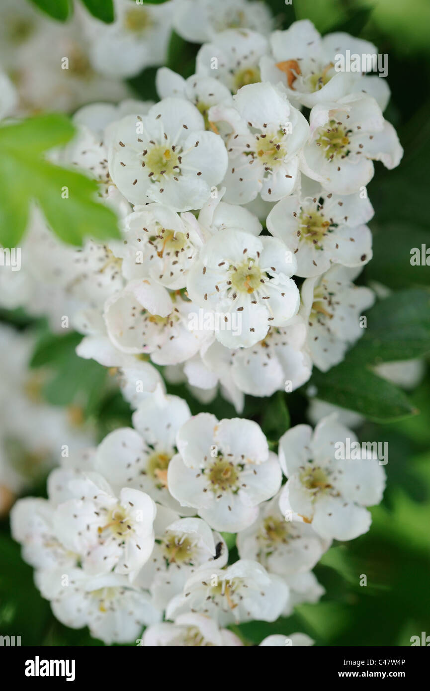 Fleur d'aubépine, crategus monogyna, Close up of flowers, Norfolk, Angleterre, Mai Banque D'Images