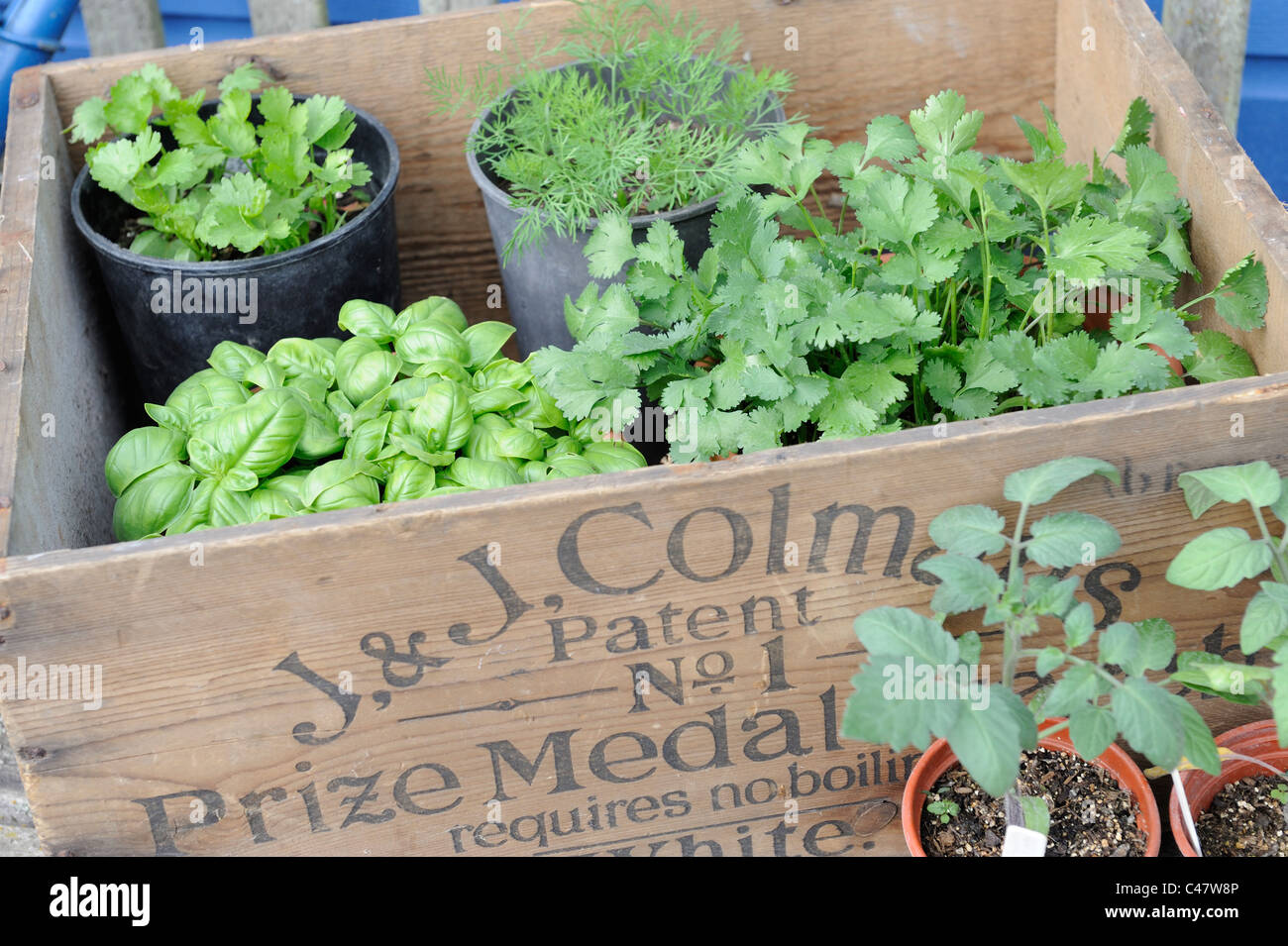 Herbes du jardin en boîte en bois, Norfolk, Angleterre, Mai Banque D'Images