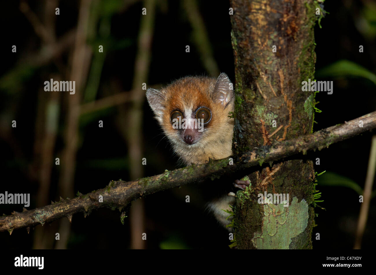 Plus petit lémurien maki faune petits mousemaki souris big eye Kirindy Madagascar madagaskar Ranomafana forêt sauvage arbre Banque D'Images Plus petit lémurien maki faune petits mousemaki souris big eye Kirindy Madagascar madagaskar Ranomafana forêt sauvage arbre Banque D'Images