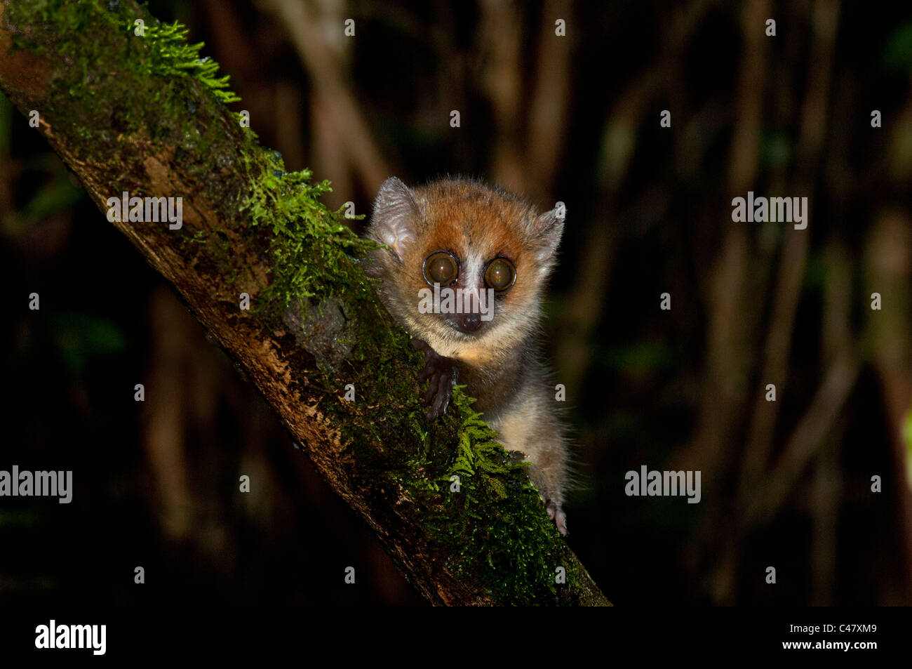 Plus petit lémurien maki faune petits mousemaki souris big eye Kirindy Madagascar madagaskar Ranomafana forêt sauvage arbre Banque D'Images Plus petit lémurien maki faune petits mousemaki souris big eye Kirindy Madagascar madagaskar Ranomafana forêt sauvage arbre Banque D'Images