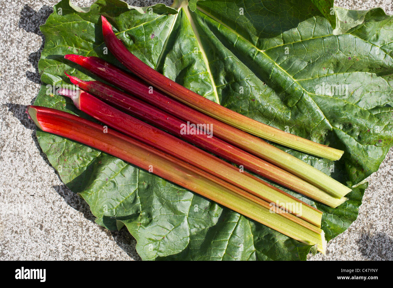 La rhubarbe Framboise fraîchement cueillie 'Rouge' en mai Banque D'Images