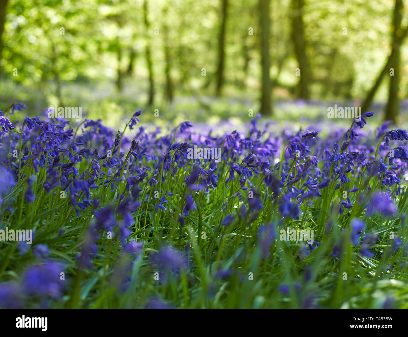 Gros plan de bluecloches sauvages fleurs bleues fleuries dans Printemps à Woodland près de Pockley North Yorkshire Angleterre United Royaume GB Grande-Bretagne Banque D'Images