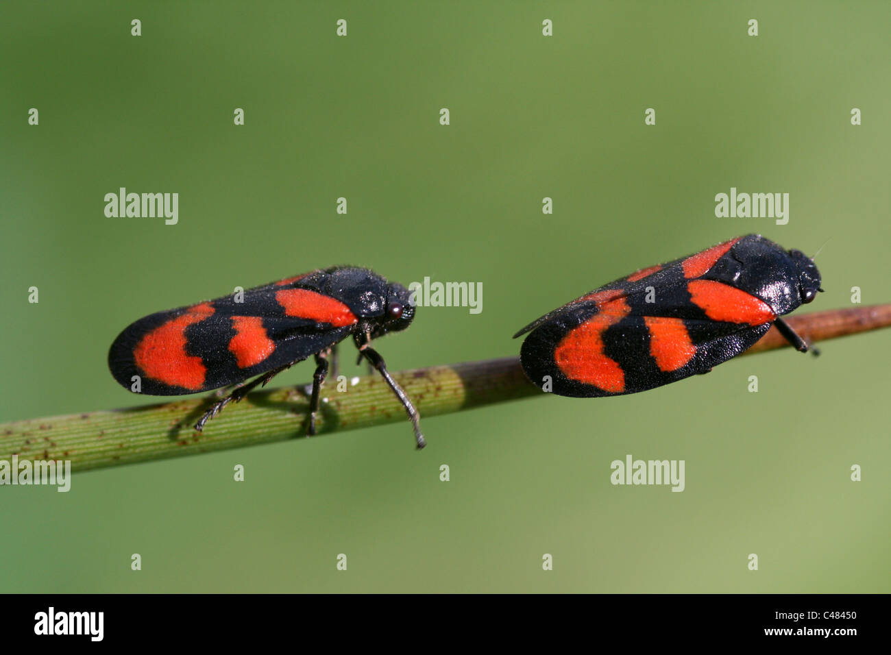 Noir et rouge Froghoppers Cercopis vulnerata Banque D'Images