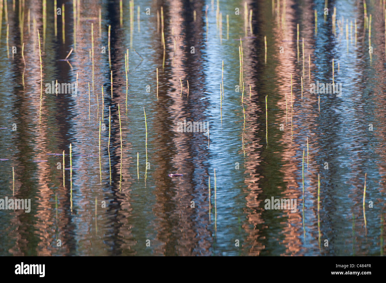 Baumstaemme spiegeln sich in einem Waldsee, Rena, Hedmark, Norvège, les troncs des arbres se reflétant dans un lac, la Norvège Banque D'Images