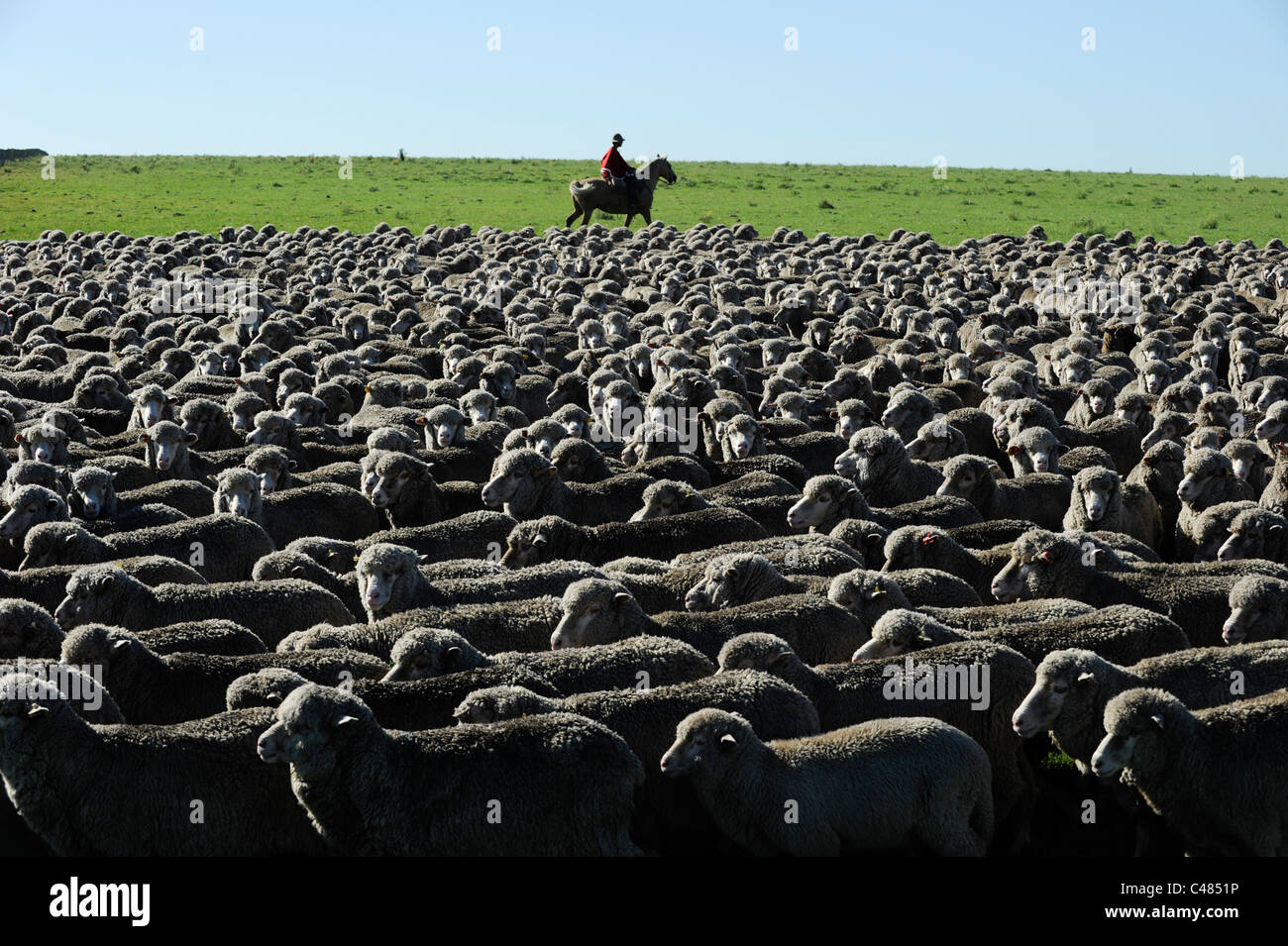 L'agriculture de l'Uruguay et de l'élevage de chevaux et Gauchos , avec des moutons mérinos sur bovins grasslands Banque D'Images