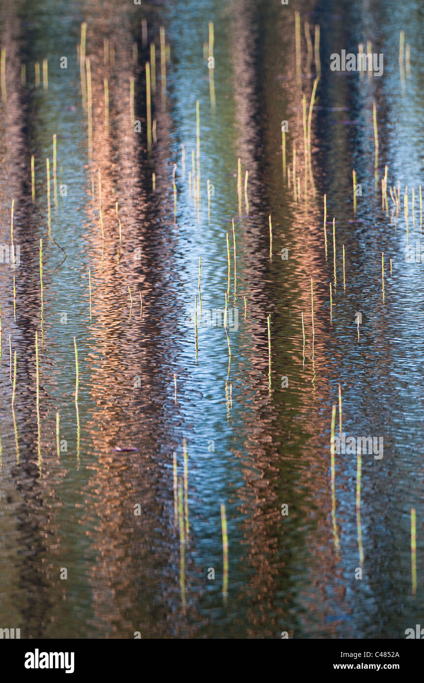 Baumstaemme spiegeln sich in einem Waldsee, Rena, Hedmark, Norvège, les troncs des arbres se reflétant dans un lac, la Norvège Banque D'Images