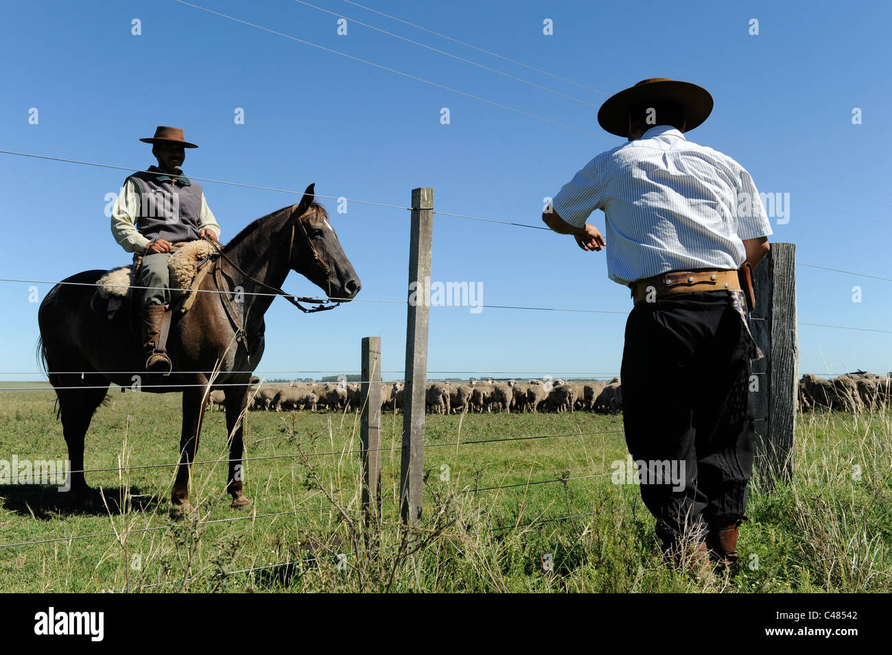 L'agriculture de l'Uruguay et de l'élevage de chevaux et Gauchos , avec des moutons mérinos sur bovins grasslands Banque D'Images