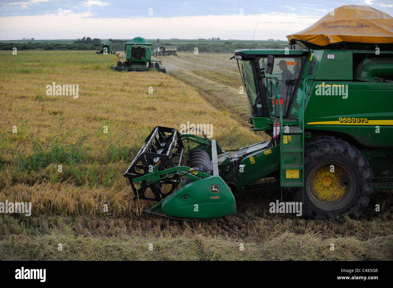 L'URUGUAY Bella Uniòn , 2100 hectares ferme près de fleuve Uruguay, la récolte de riz avec une moissonneuse-batteuse John Deere Banque D'Images