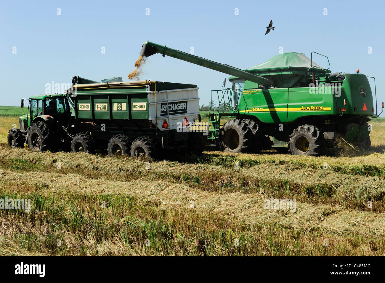 L'URUGUAY Bella Uniòn , 2100 hectares ferme près de fleuve Uruguay, la récolte de riz avec une moissonneuse-batteuse John Deere Banque D'Images