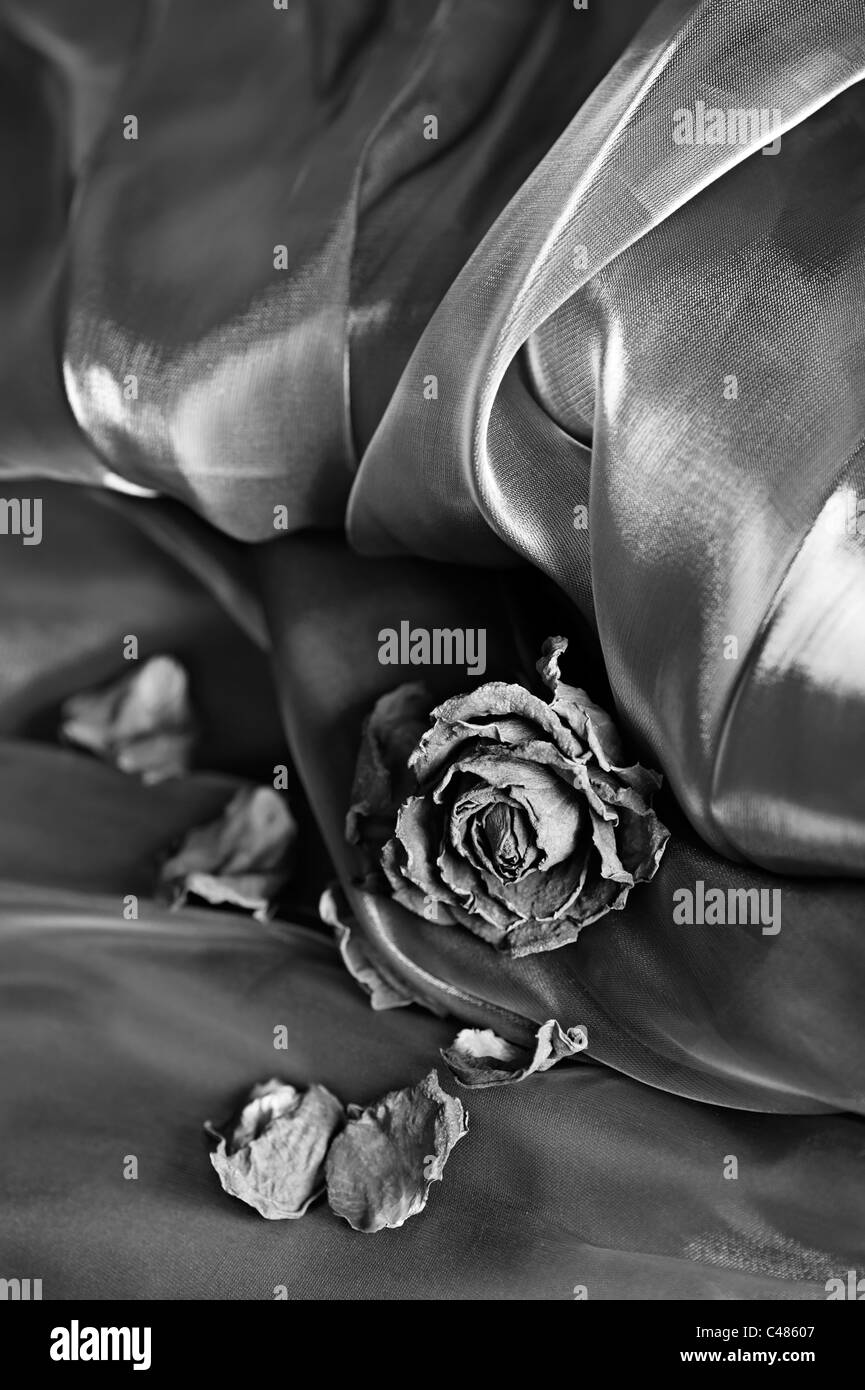 Vintage background : Sec rose sur satin. Image en noir et blanc, profondeur de champ Banque D'Images