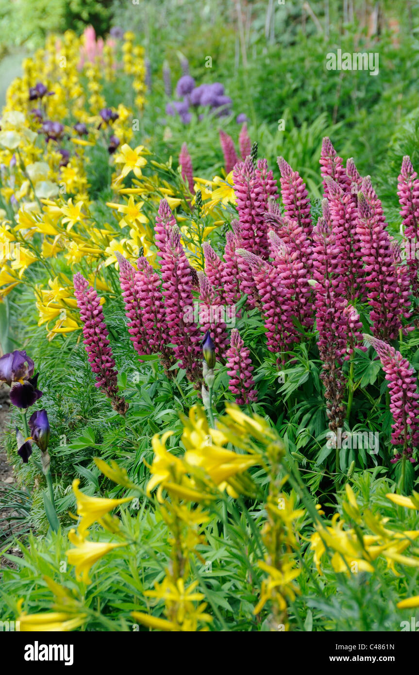 Lupins et lis dans un grand jardin printemps border, Angleterre, Mai Banque D'Images