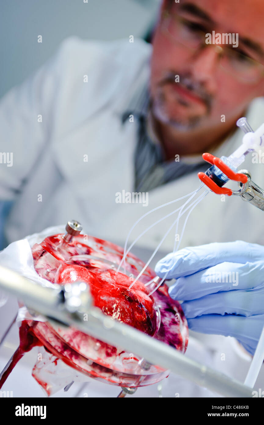 Male scientist en sarrau blanc et bleu gants perfusant un placenta humain dans un laboratoire scientifique Banque D'Images