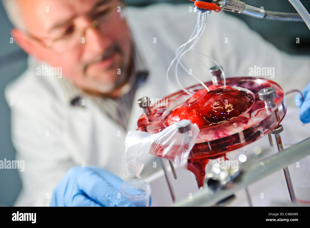 Male scientist en sarrau blanc et bleu gants perfusant un placenta humain dans un laboratoire scientifique Banque D'Images