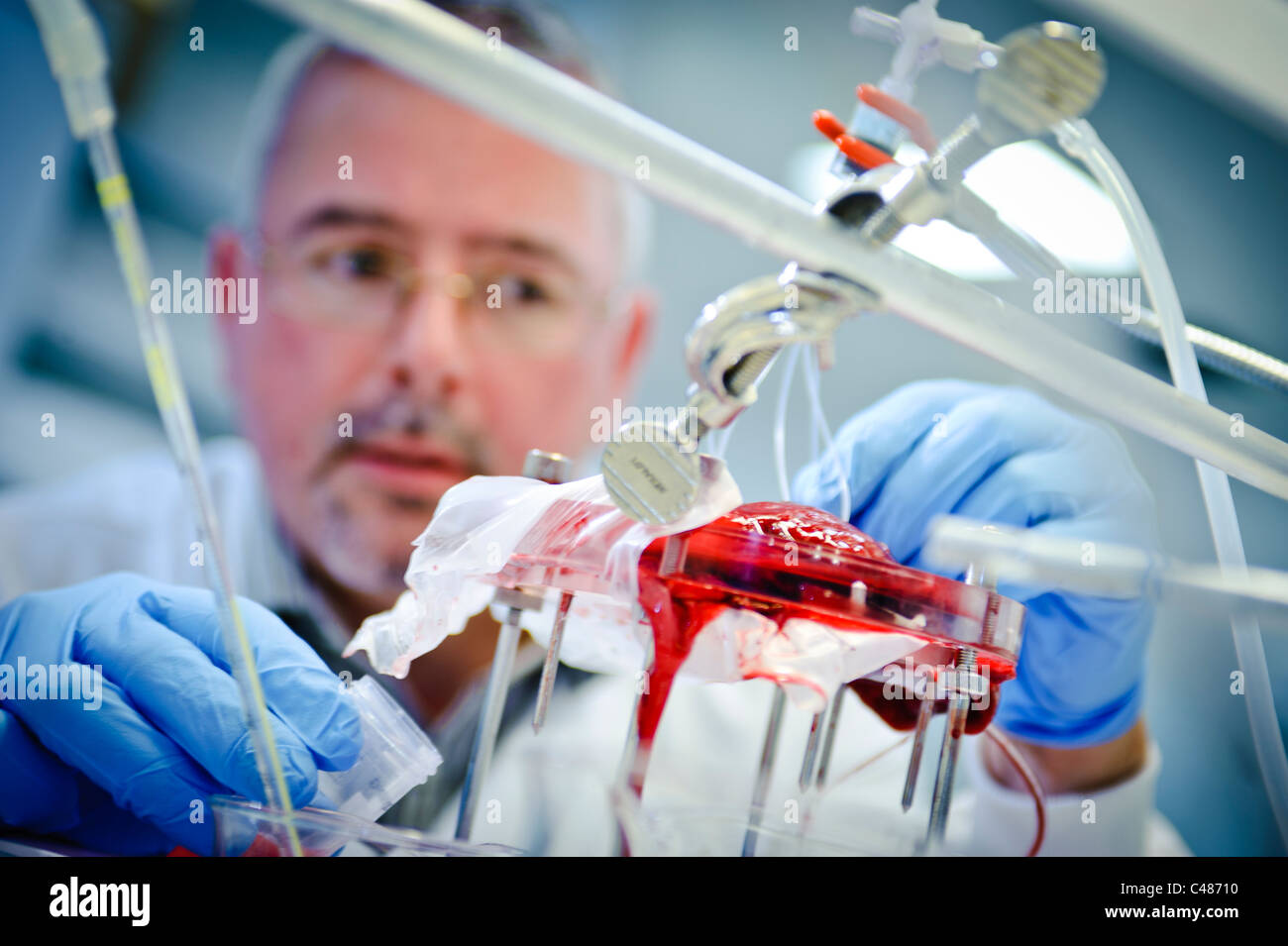 Male scientist en sarrau blanc et bleu gants perfusant un placenta humain dans un laboratoire scientifique Banque D'Images