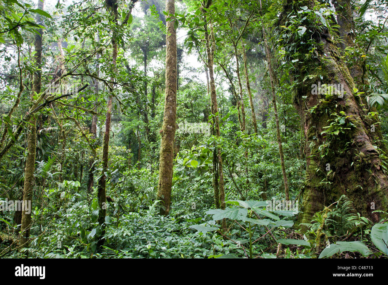 Préserver la forêt nuageuse de Monteverde, Costa Rica Banque D'Images